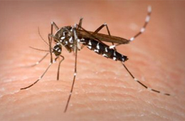 <!--:pt-->Dengue no Brasil<!--:--><!--:en-->Dengue no Brasil<!--:-->