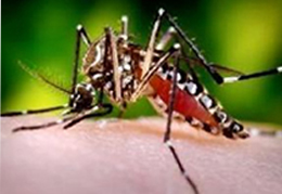 Vacina contra dengue deve estar disponível no mercado em 2015