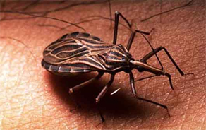 <!--:pt-->Doença de Chagas: um problema mundial<!--:--><!--:en-->Chagas Disease: a global problem<!--:-->