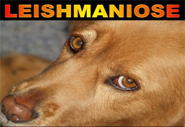 <!--:pt-->Brasil ainda aposta na eutanásia canina para combater a Leishmaniose Visceral<!--:--><!--:en-->Brazil still bets on euthanasia to combat can