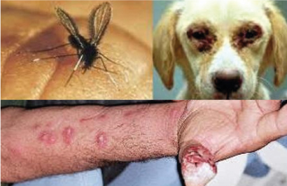 Newsletter  29 – Vitória no STF garante tratamento de cães com leishmaniose