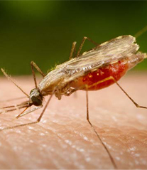 Newsletter  06  -Vacina experimental parece neutralizar parasito da malária