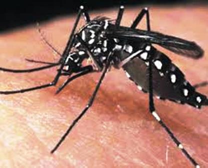 Newsletter 53 – Zika e microcefalia: uma relação que exige ações e cautelas