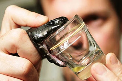 Picadas de cobras é doença mortal