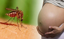 Pesquisa mostra como o Zika vírus pode afetar o crescimento cerebral