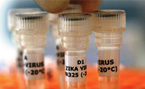 Vacina contra o Zika vírus deve levar mais de quatro anos para chegar ao mercado