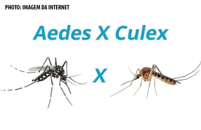 Newsletter 74 – Cientistas brasileiros descobrem que pernilongo transmite vírus Zika