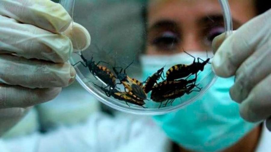 Doença de Chagas: adaptações genéticas ajudam populações amazônicas a resistir à infecção