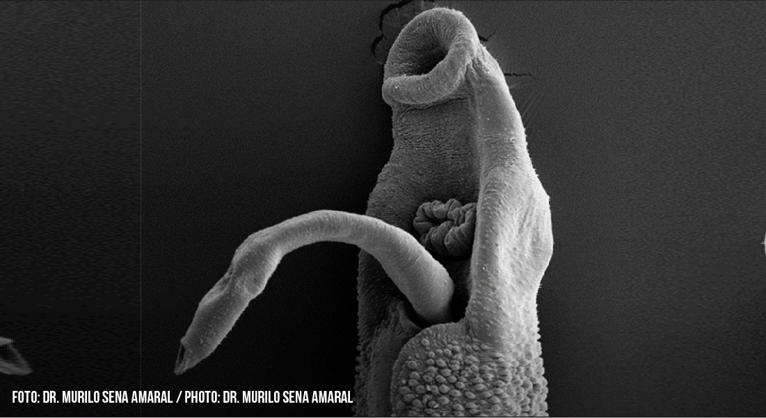 Newsletter 145 – Esquistossomose: pesquisadores brasileiros identificam alvo promissor para tratamento ao separar casal de vermes