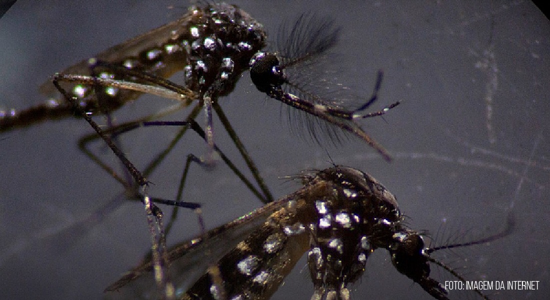 Newsletter 152 –  Especialista adverte sobre agravamento da epidemia de dengue