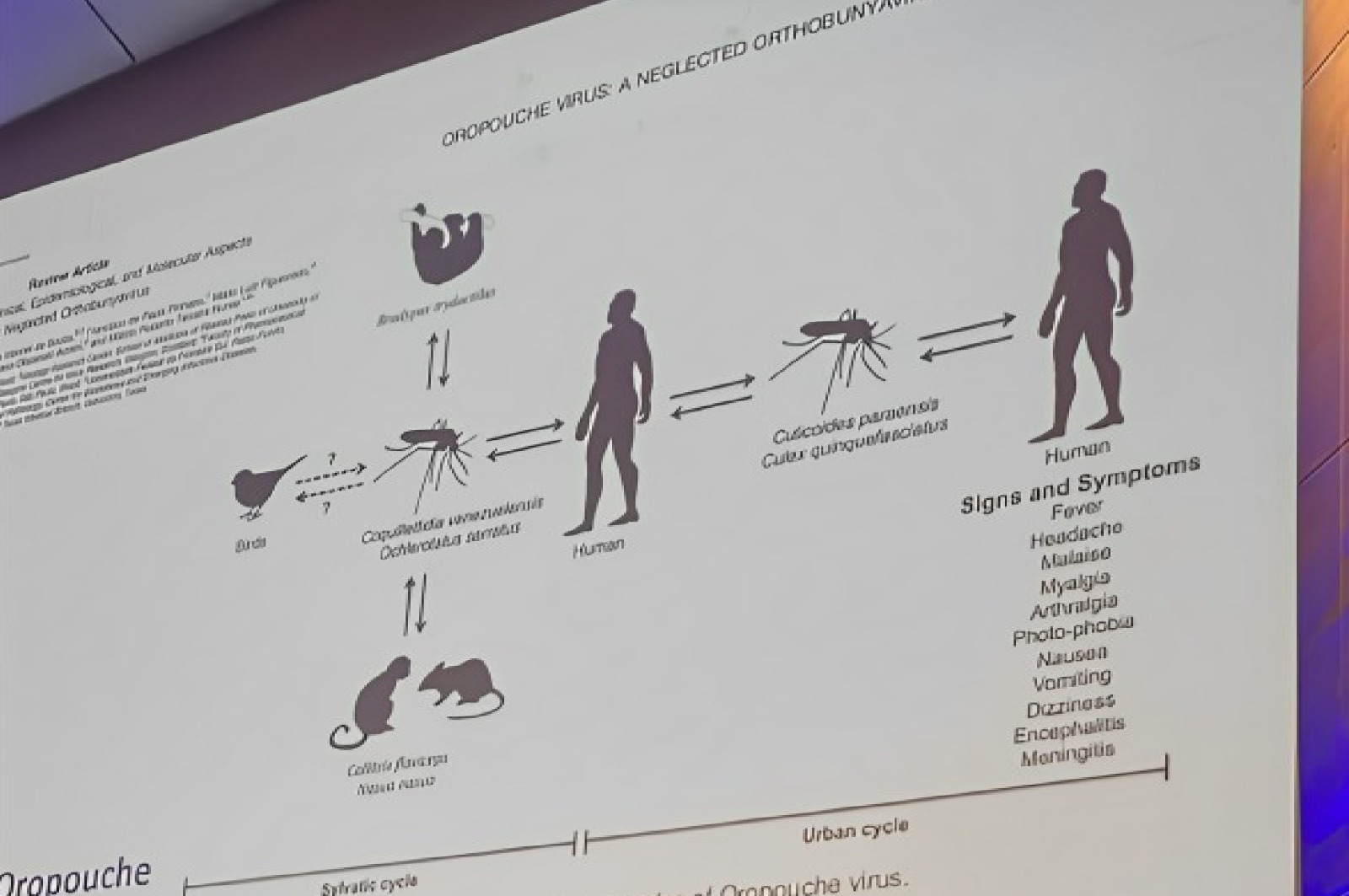 Oropouche: estudo sugere transmissão intrauterina e acende alerta para os perigos da doença