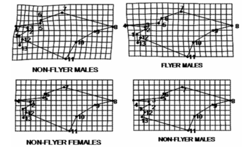 Wing shape differences between flying and non- flying individuals of six Triatoma species (Hemiptera: Reduviidae: Triatominae)