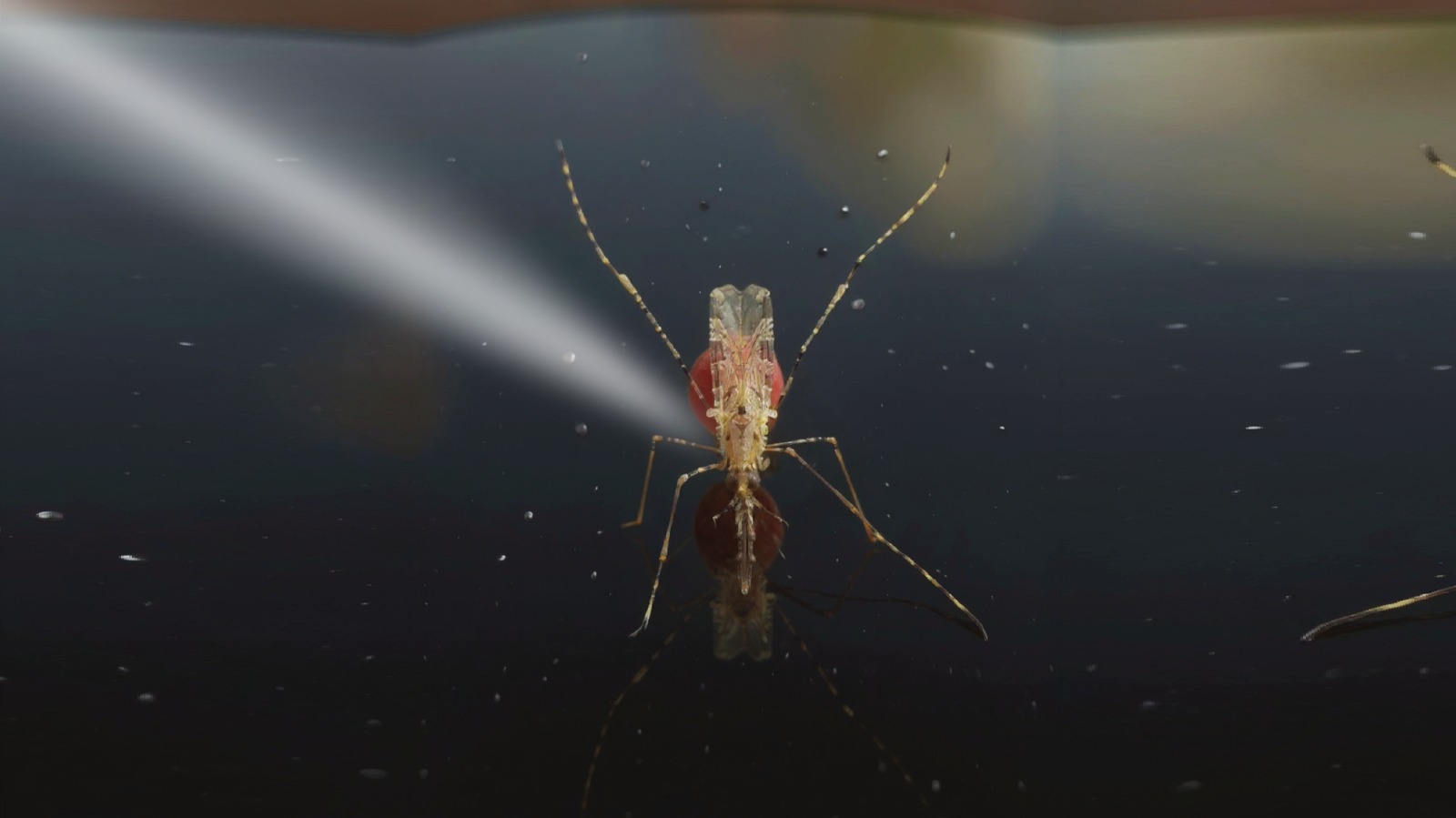 Fungos transgênicos transmitidos durante cópula de mosquitos revelam nova arma contra malária