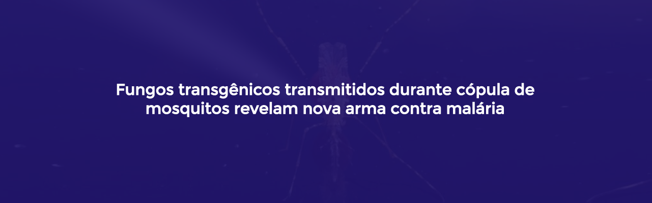 Fungos transgênicos transmitidos durante cópula de mosquitos revelam nova arma contra malária