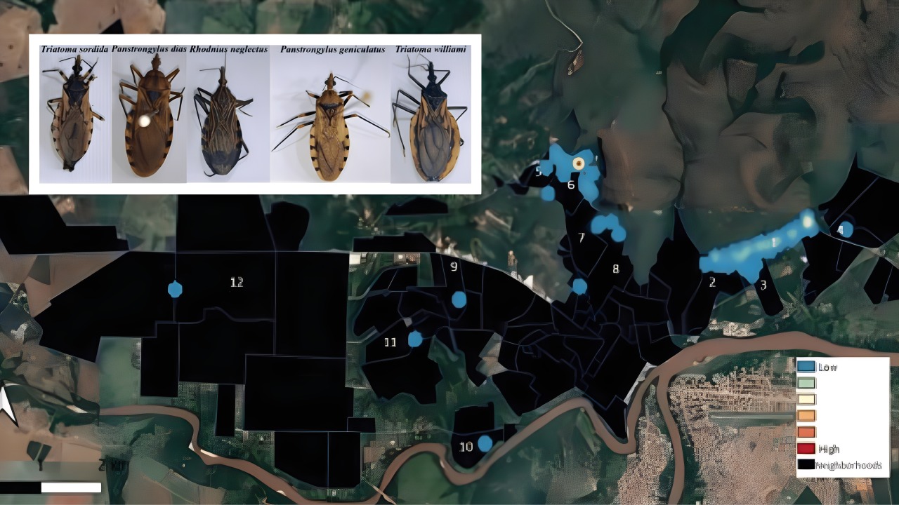 Artigo publicado na RSBMT aponta risco de transmissão silenciosa da doença de Chagas em áreas urbanas
