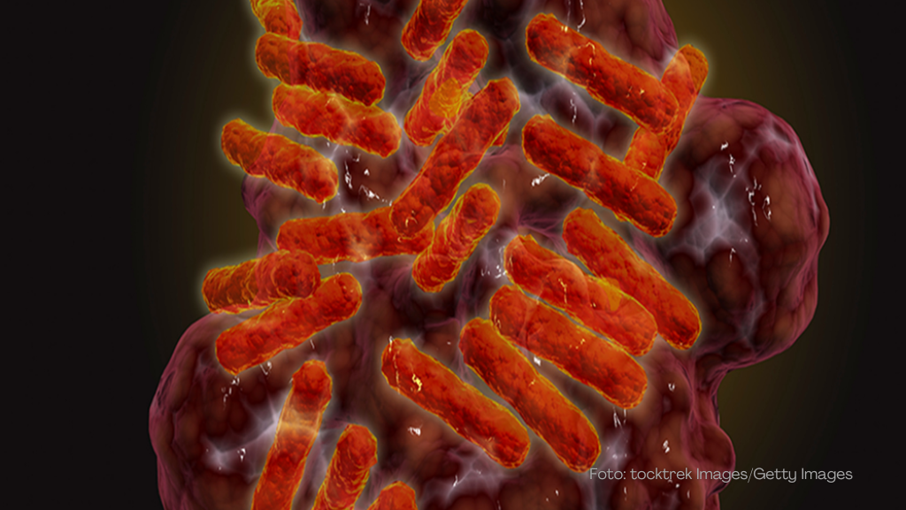 Nova bactéria transmitida por carrapatos é identificada em cães