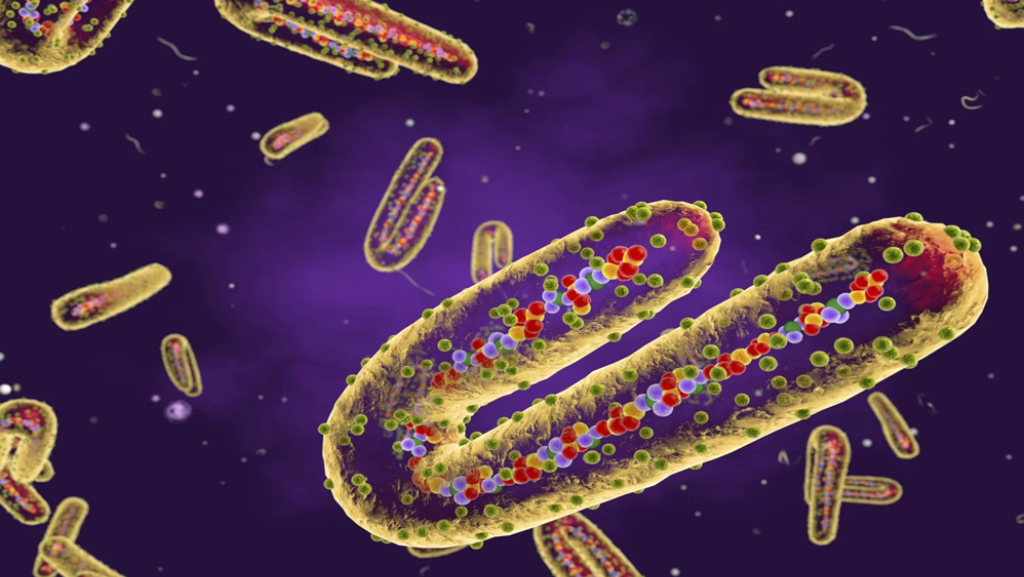 Surto reacende alerta para vírus Marburg na África