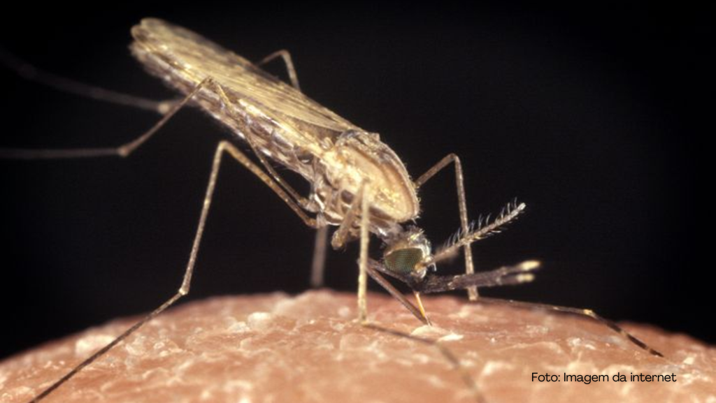 Pesquisa identifica resistência aos principais inseticidas usados na Nigéria para controle do Anopheles gambiae