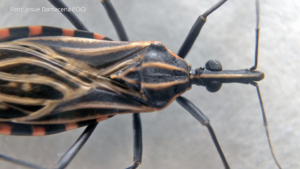 Estudos epidemiológicos indicam que a transmissão oral responde pela grande maioria dos casos agudos de doença de Chagas no Brasil e a região Norte concentra a maior parte dessas notificações, com proporções muito superiores às demais regiões do País