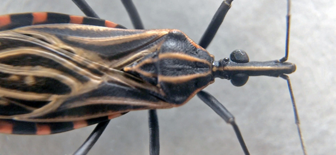 Estudos epidemiológicos indicam que a transmissão oral responde pela grande maioria dos casos agudos de doença de Chagas no Brasil e a região Norte concentra a maior parte dessas notificações, com proporções muito superiores às demais regiões do País