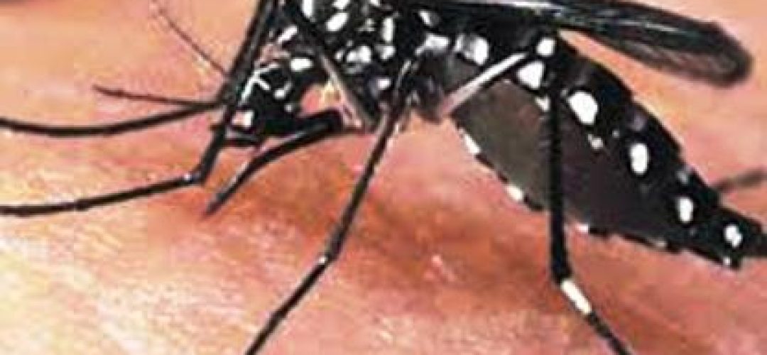 Aedes