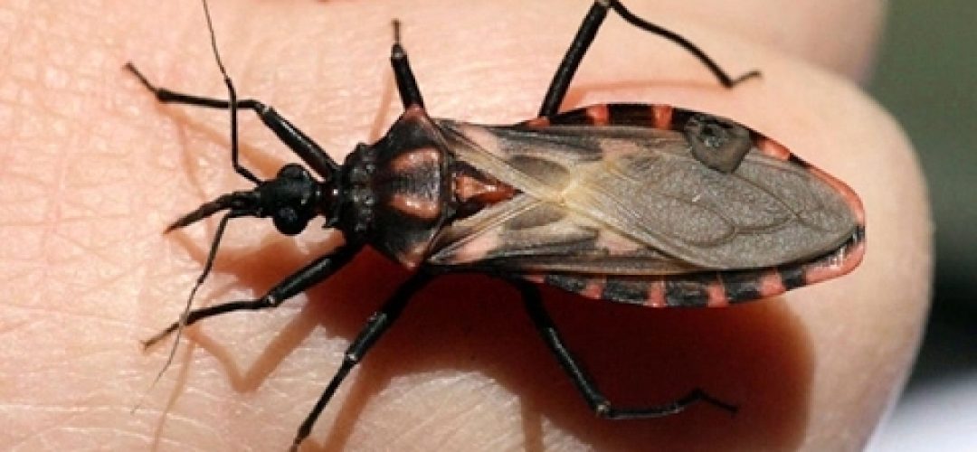 CHAGAS