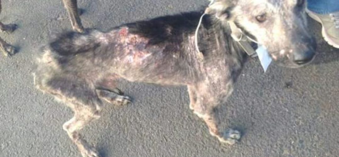 This rescued dog who was wandering in Porto Alegre, had a positive leishmanisis result He was sacrificed for not responding to the treatment. Under these situations there is a dilema for animal rights activists, since while being against culling, in face of the animal's suffering the decision for euthanasia becomes unavoidable