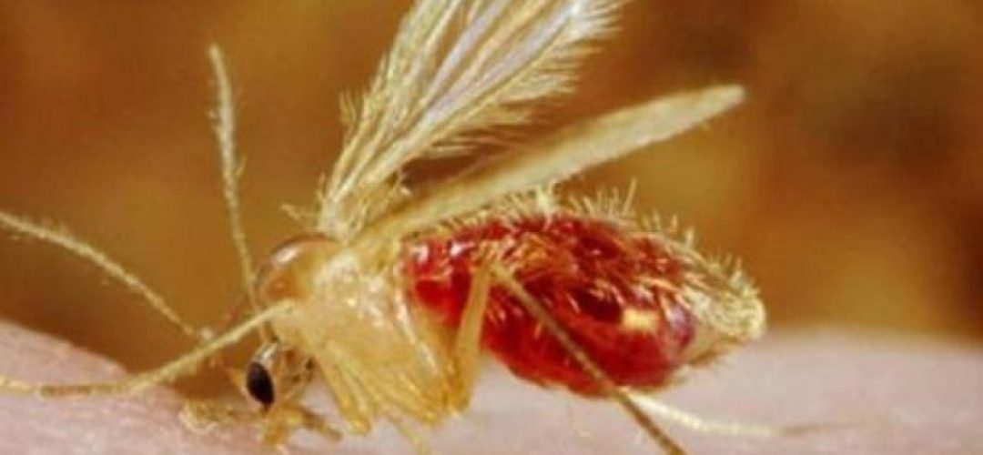 Controlling the leishmaniasis (canine and human) requires an integrated effort by public health and epidemiological surveillance organs as well as the population