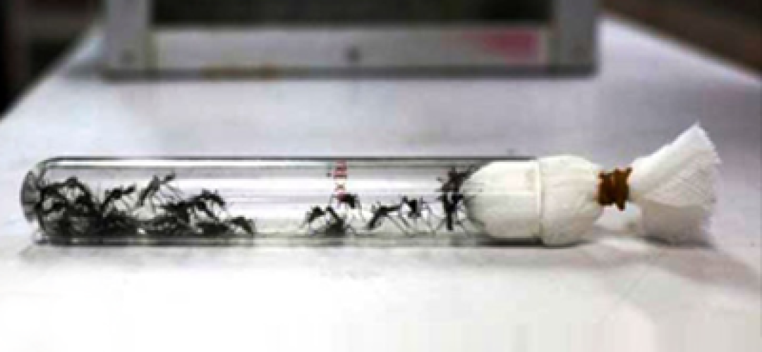 Mosquitos-transgenico_Aedes-aegypti_sbmt