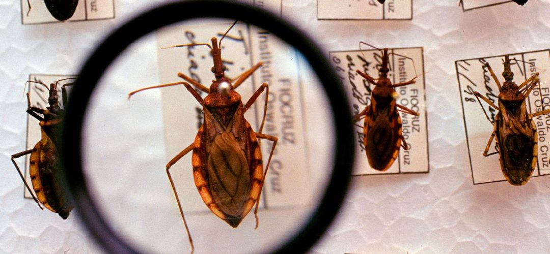 Estudos e amostragem do Barbeiro, transmissor da doença de chagas.