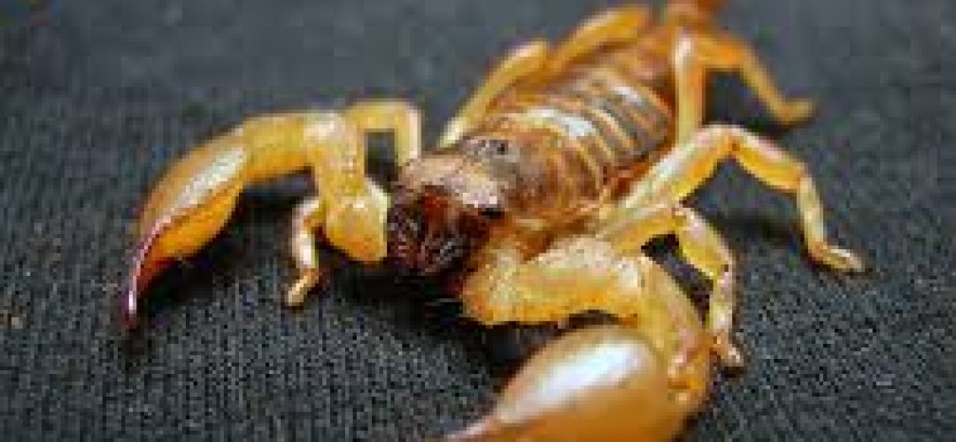 escorpiao