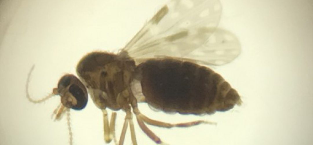 fig 7-1