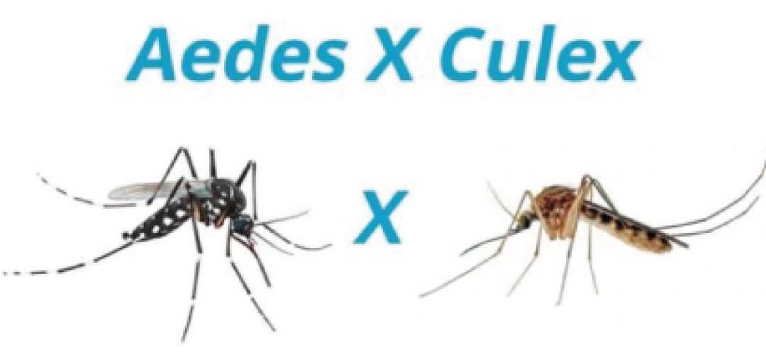 If the control measures are not used against the Culex a global decrease of Zika transmission may not happen