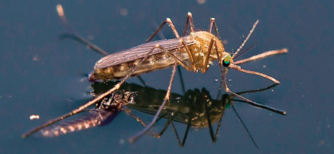 Há dificuldade do diagnóstico do vírus do Nilo Ocidental devido à reatividade cruzada entre ele e outros flavivírus como o dengue, febre amarela, Zika, e outros