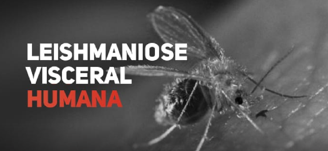 Crianças e homens adultos continuam entre os grupos mais vulneráveis à leishmaniose visceral no Brasil, especialmente em cenários de pobreza e urbanização acelerada