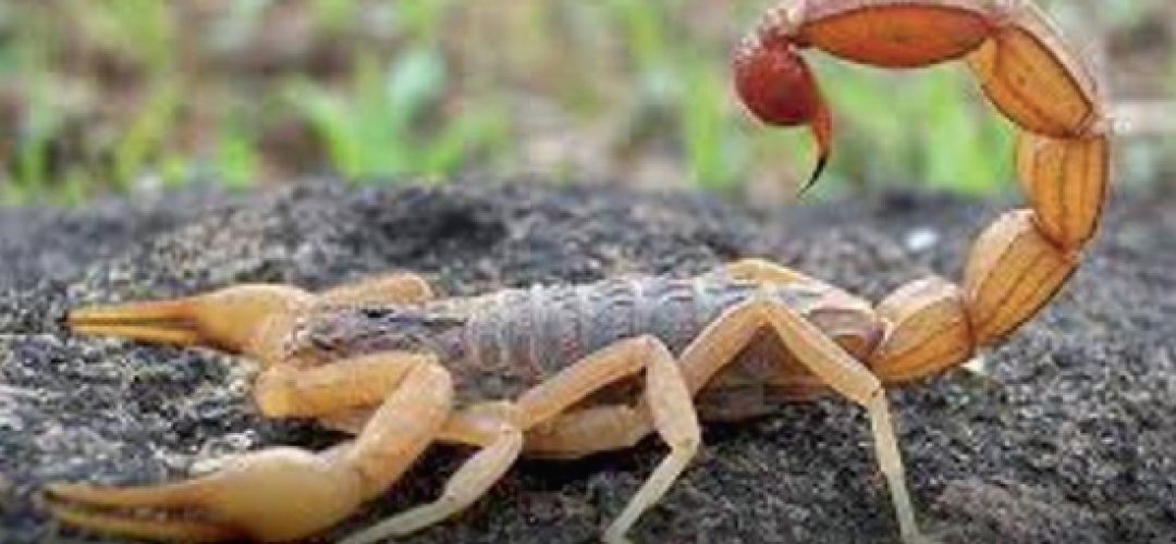 It is estimated that 2.5 billion people worldwide are in scorpion-risk areas with 1.2 million annual cases of poisoning, 3,500 deaths, caused mainly by the delay in seeking medical attention