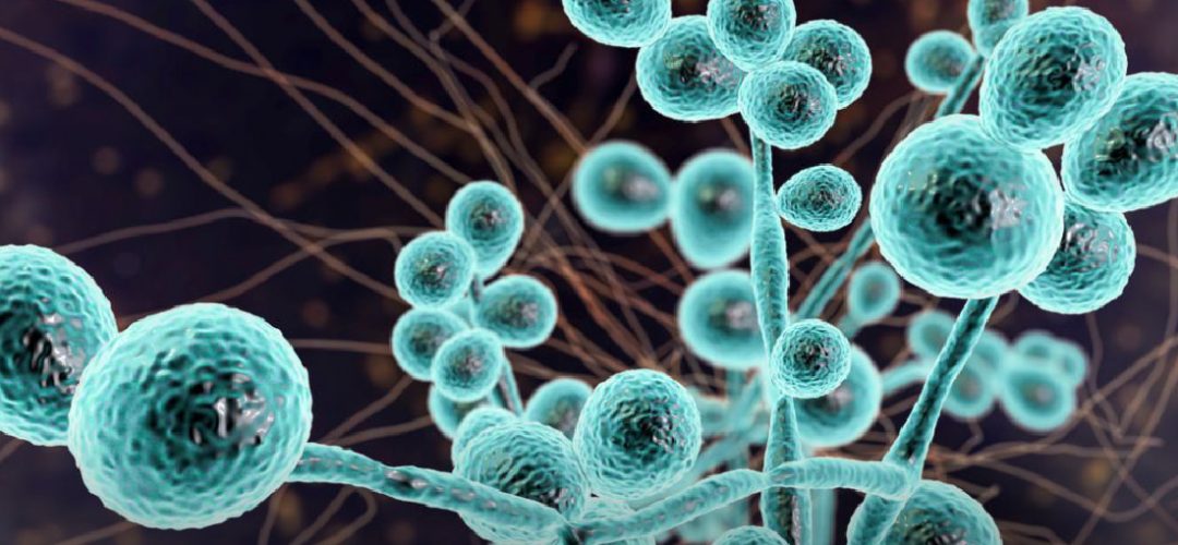 Resistência antifúngica representa uma ameaça silenciosa, mas devastadora, que pode comprometer o tratamento de várias doenças fúngicas e aumentar a morbidade e a mortalidade em todo o mundo