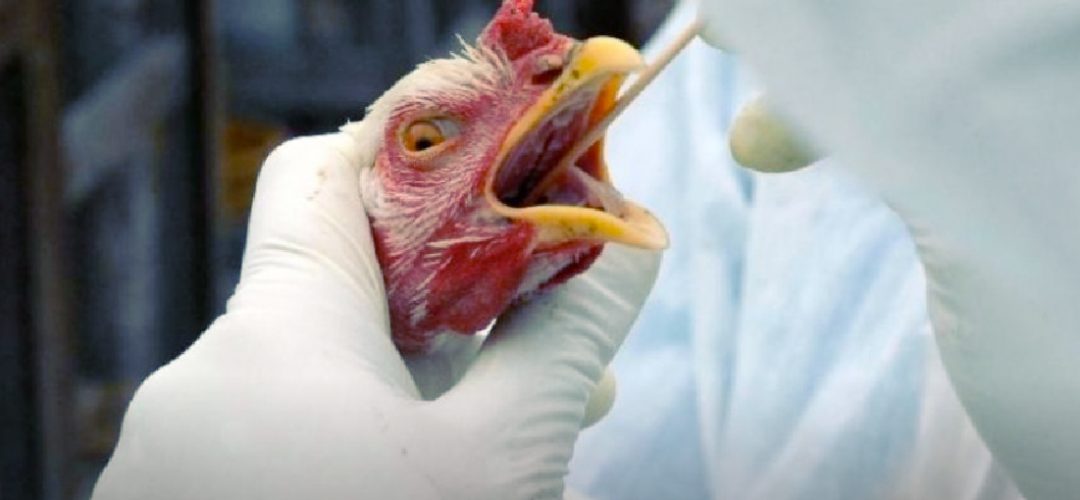 Segundo a OMS, de janeiro de 2003 a 17 de agosto de 2023, foram registados 878 casos de infecção humana pelo vírus H5N1 relatados em 23 países, destes 458 foram fatais, o que representa uma letalidade de 52%