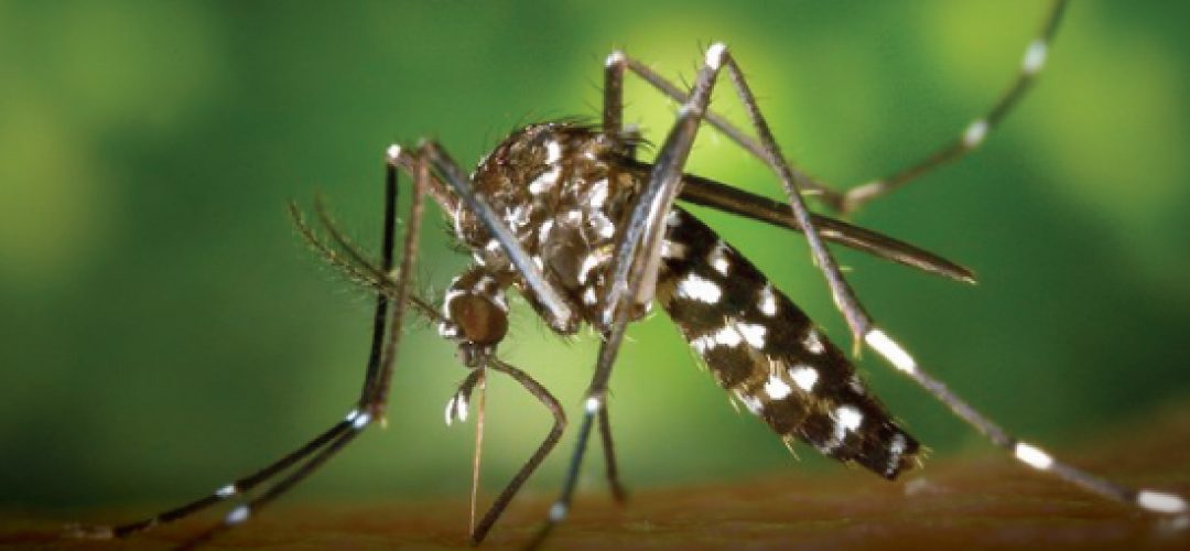 Results may support health managers in the monitoring and early detection of possible arboviruses imported from Central America and the Caribbean to Brazil, especially in ports, airports and border regions
