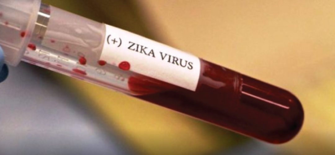 During the yellow fever epidemic, the researchers observed many dead monkeys, killed not by the illness, but by human action. The fact sparked an alert, because when healthy, these primates are very difficult to be captured