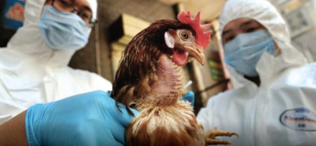 Many of the world's greatest epidemics have been found in China, but it has made great strides in public health, becoming a leader in the study of infectious diseases. Flu vaccines provided in the United States, for example, are often found in researches conducted in China