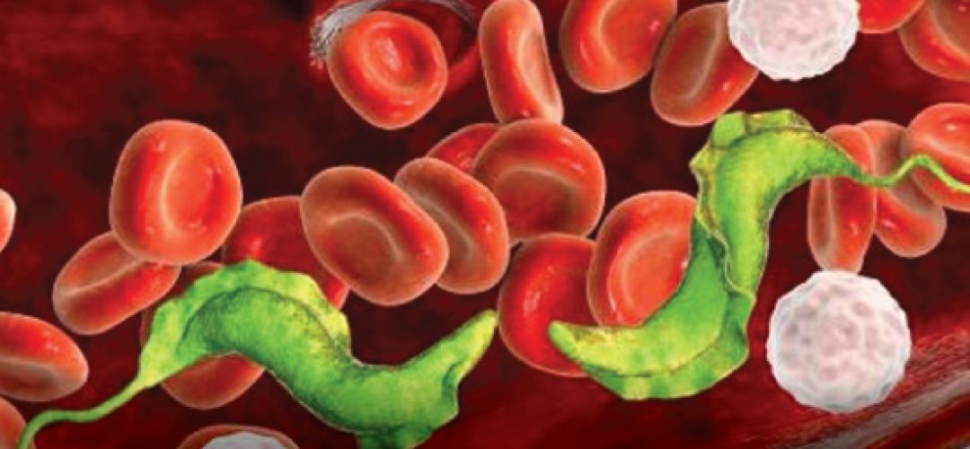 Risco é ainda maior para aqueles que têm doença de Chagas associada a outras doenças, como diabetes e problemas cardíacos