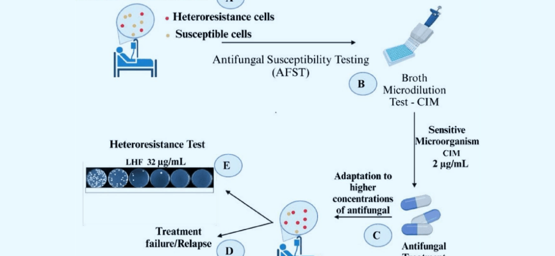 Em infecção por Cryptococcus spp., células resistem a doses altas de fluconazol. Teste padrão (MIC 2 µg/mL) não as identifica, e adaptação durante tratamento causa recaídas. Novo teste aponta tolerância até 32 µg/mL