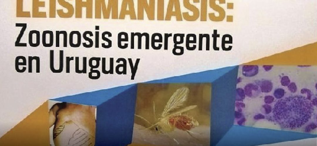 What is known, so far, is that the vector went south following the banks of the great rivers, in the case of Uruguay, the Uruguay River, being found in Bella Union and Salto. Its presence has not been detected in other places