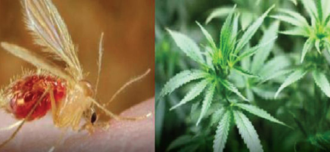 Cannabis DNA was found in the organism of sandflies using Next Generation Sequencing (NGS) technology
