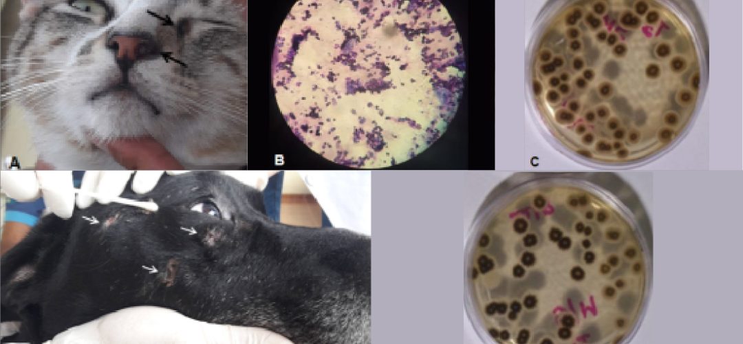 In addition, public strategies to educate the population about responsible feline ownership and aspects of zoonotic sporotrichosis transmission are essential to limit the spread of this emerging and re-emerging disease
