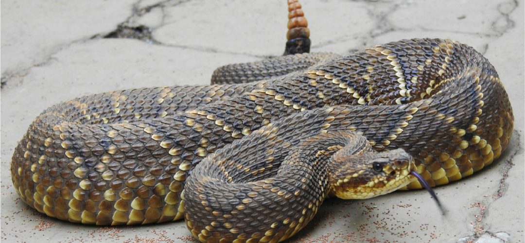 From 2020 to 2024, there have been 261,511 reported snakebite incidents in Brazil. Of these, 3,111 have been associated with the Crotalus durissus species, also known as South American rattlesnakes