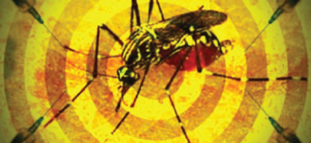 img-dengue