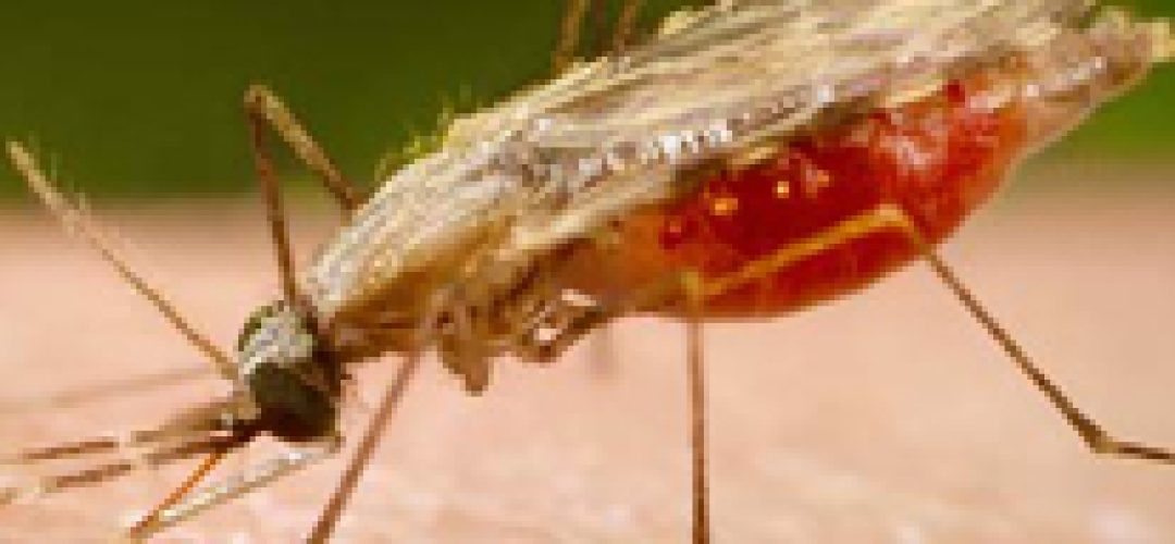 malaria1