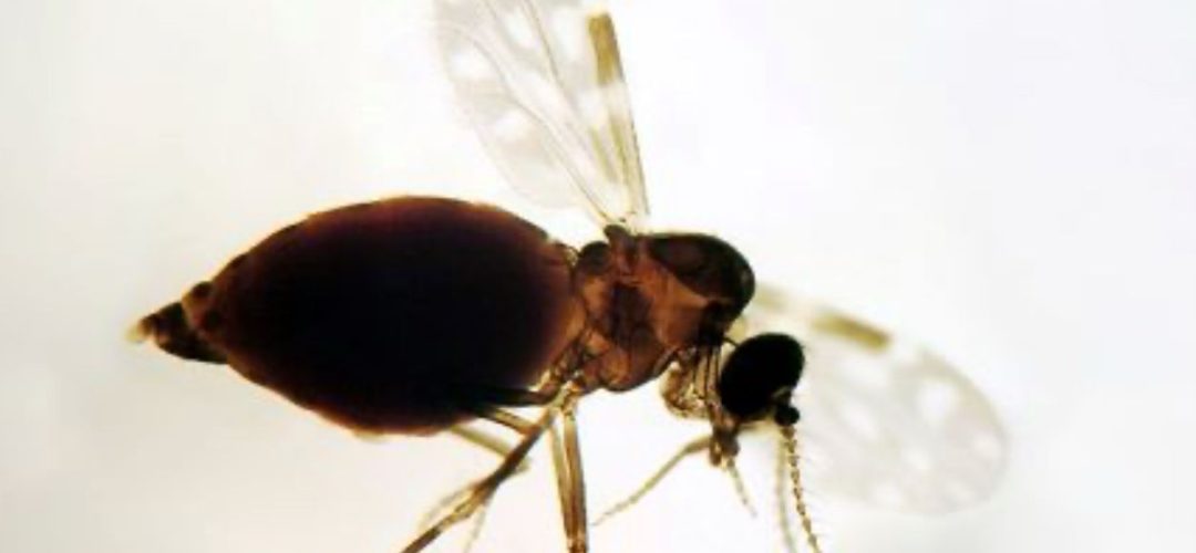 Os sintomas da febre Oropouche são similares aos de outras arboviroses, como dengue, o que pode dificultar o diagnóstico